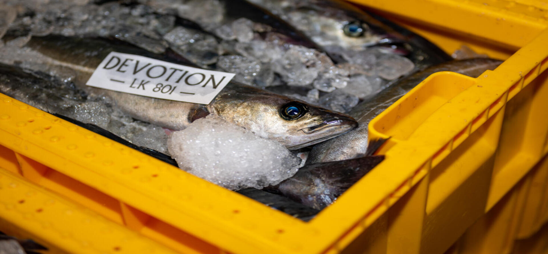 Buy and sell the freshest, highest quality seafood daily